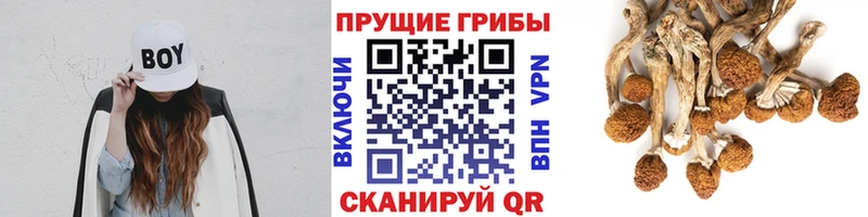 где можно купить наркотик Дмитриев Галлюциногенные грибы MAGIC MUSHROOMS